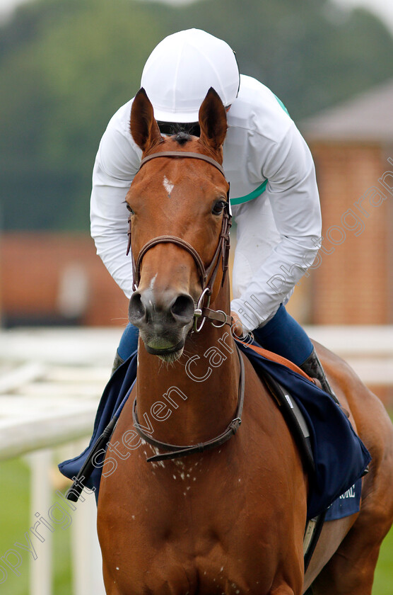 Suesa-0001 
 SUESA (William Buick)
York 20 Aug 2021 - Pic Steven Cargill / Racingfotos.com