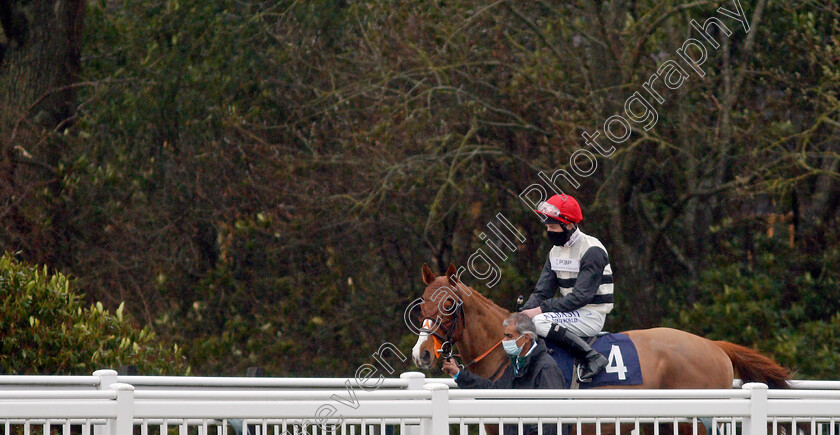 Caribeno-0001 
 CARIBENO (Luke Morris) winner of The Betway Handicap
Lingfield 10 Mar 2021 - Pic Steven Cargill / Racingfotos.com