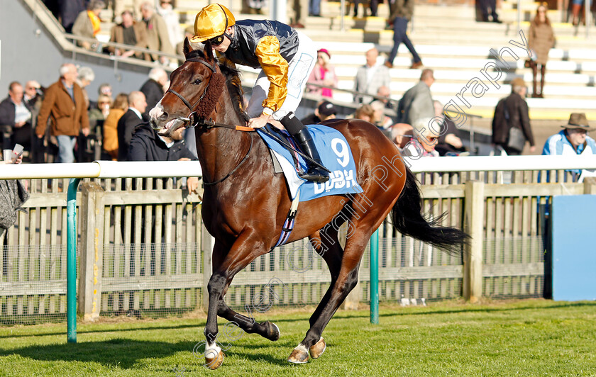 Witness-Stand-0001 
 WITNESS STAND (Kieran Shoemark)
Newmarket 11 Oct 2024 - Pic Steven Cargill / Racingfotos.com