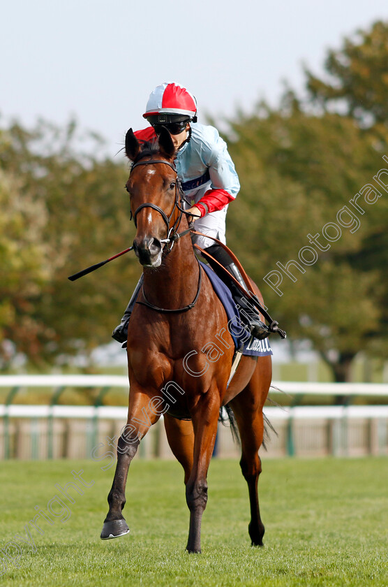 Grey-Gray-0001 
 GREY GRAY (Morgan Cole)
Newmarket 7 Oct 2023 - Pic Steven Cargill / Racingfotos.com