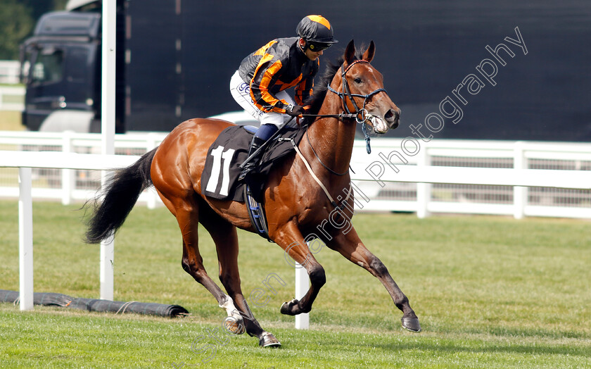 Jussonemor-0001 
 JUSSONEMOR (Marco Ghiani)
Ascot 8 Sep 2023 - Pic Steven Cargill / Racingfotos.com