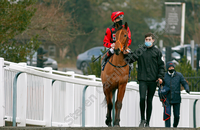 Waltzing-Queen-0001 
 WALTZING QUEEN (Shane Kelly)
Lingfield 9 Jan 2021 - Pic Steven Cargill / Racingfotos.com