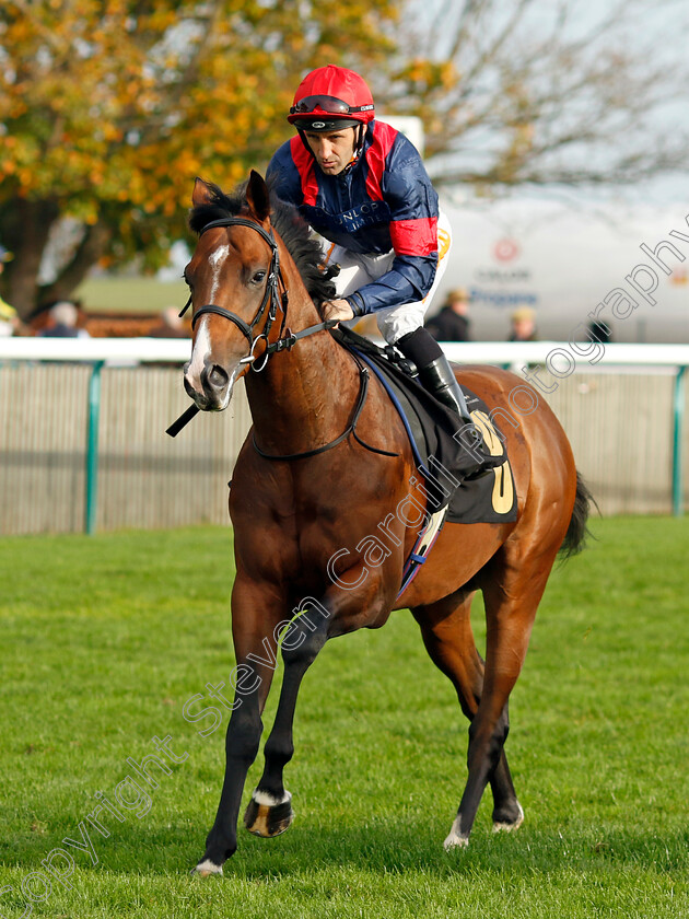 Orchestra-0001 
 ORCHESTRA (Neil Callan)
Newmarket 29 Oct 2022 - Pic Steven Cargill / Racingfotos.com