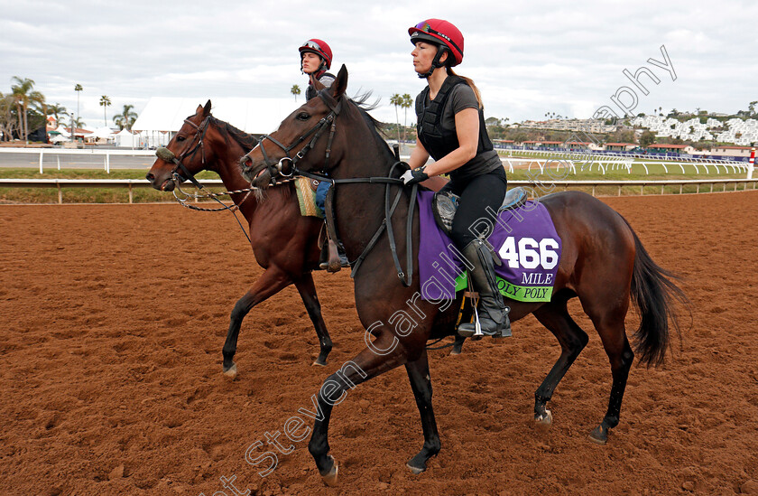 Roly-Poly-0001 
 ROLY POLY training for The Breeders' Cup Mile at Del Mar 2 Nov 2017 - Pic Steven Cargill / Racingfotos.com