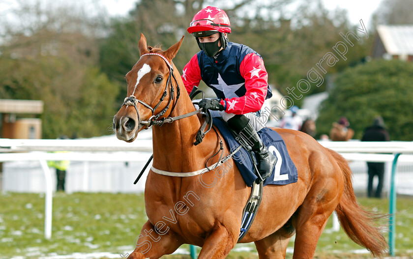 Canzone-0001 
 CANZONE (Lewis Edmunds)
Lingfield 13 Feb 2021 - Pic Steven Cargill / Racingfotos.com