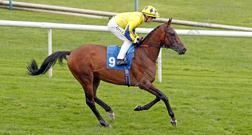 Something-Splendid-0001 
 SOMETHING SPLENDID (Benoit de la Sayette)
Leicester 10 Sep 2024 - Pic Steven Cargill / Racingfotos.com