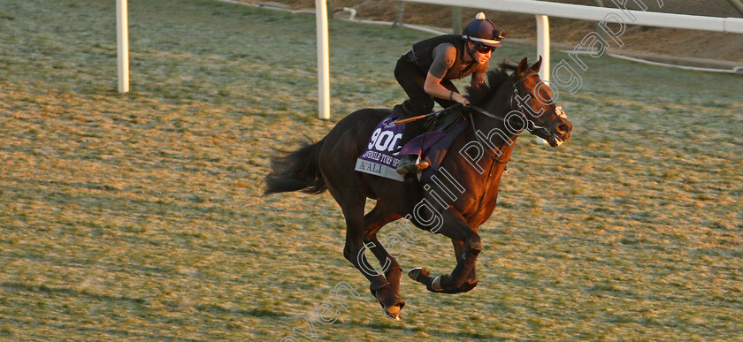 A Ali-0001 
 A'ALI training for The Breeders' Cup Juvenile Turf Sprint
Santa Anita USA 31 Oct 2019 - Pic Steven Cargill / Racingfotos.com