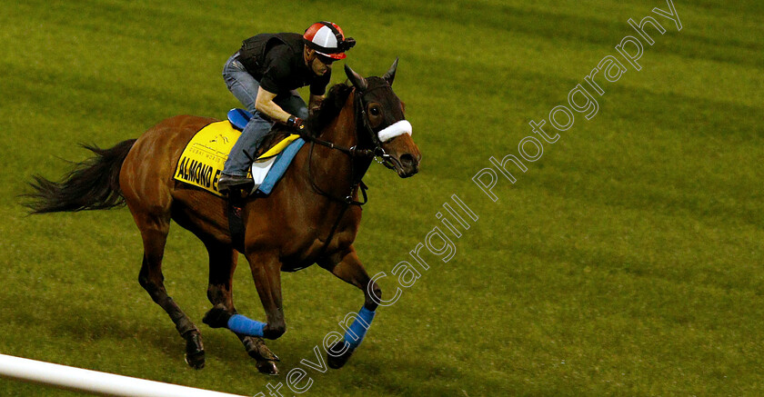 Almond-Eye-0004 
 ALMOND EYE training for the Dubai Turf
Meydan 27 Mar 2019 - Pic Steven Cargill / Racingfotos.com