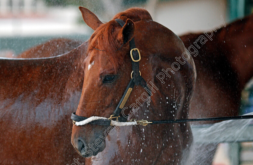 Gun-Runner-0005 
 GUN RUNNER after training for The Breeders' Cup Classic at Del Mar 2 Nov 2017 - Pic Steven Cargill / Racingfotos.com