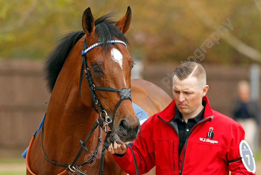 Naqeeb-0006 
 NAQEEB
Leicester 29 Apr 2023 - Pic Steven Cargill / Racingfotos.com