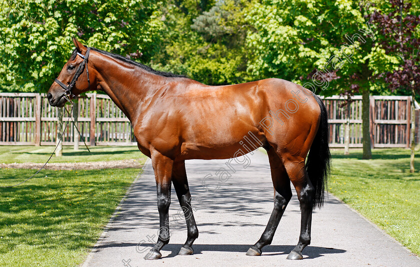 Elyaasaat-0002 
 ELYAASAAT Shadwell Stud 8 May 2018 - Pic Steven Cargill / Racingfotos.com