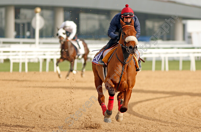 GM-Hopkins-0003 
 GM HOPKINS, trained by Jaber Ramadhan, exercising in preparation for The Dubai World Cup Carnival, Meydan 18 Jan 2018 - Pic Steven Cargill / Racingfotos.com