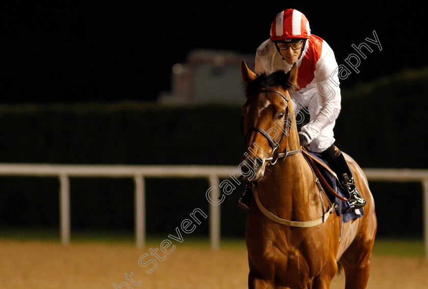 Media-Storm-0001 
 MEDIA STORM (Ben Curtis) before The Betway Novice Stakes
Wolverhampton 21 Feb 2020 - Pic Steven Cargill / Racingfotos.com