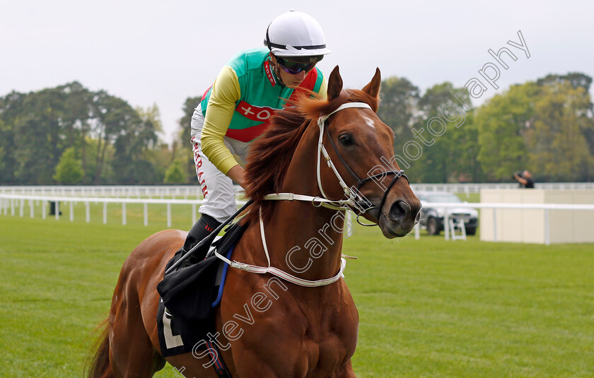 El-Bodon-0001 
 EL BODON (Tom Marquand)
Ascot 1 May 2024 - Pic Steven Cargill / Racingfotos.com