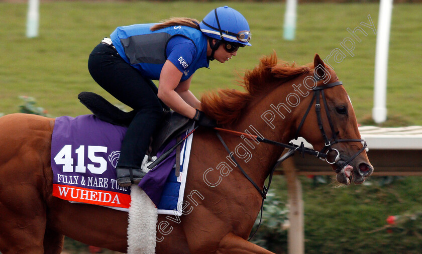 Wuheida-0003 
 WUHEIDA exercising at Del Mar USA in preparation for The Breeders' Cup Filly & Mare Turf 30 Oct 2017 - Pic Steven Cargill / Racingfotos.com