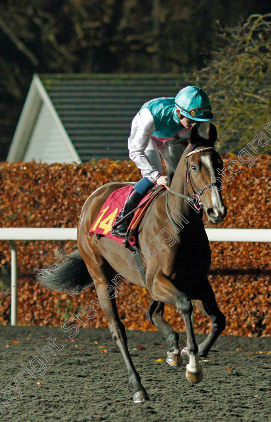 Within-Reach-0001 
 WITHIN REACH (Rob Hornby)
Kempton 27 Nov 2019 - Pic Steven Cargill / Racingfotos.com