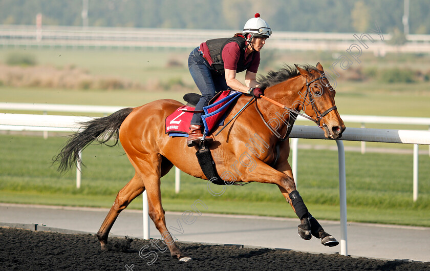 Big-Orange-0002 
 BIG ORANGE exercising in preparation for The Dubai Gold Cup at Meydan 29 Mar 2018 - Pic Steven Cargill / Racingfotos.com