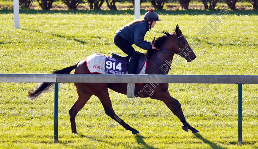 Queen-Of-Bermuda-0001 
 QUEEN OF BERMUDA exercising ahead of the Breeders' Cup Juvenile Turf Sprint
Churchill Downs USA 29 Oct 2018 - Pic Steven Cargill / Racingfotos.com