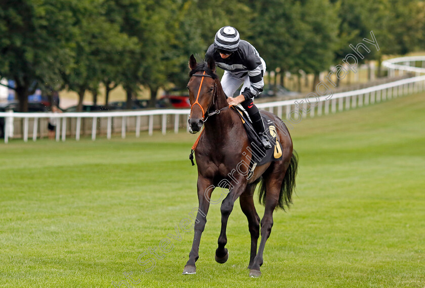 Back-In-Tennessee 
 BACK IN TENNESSEE (Thomas Greatrex)
Newmarket 29 Jul 2022 - Pic Steven Cargill / Racingfotos.com