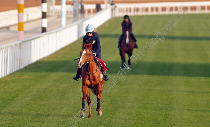 Nayef-Road-0001 
 NAYEF ROAD training for the Turf Handicap
King Abdulaziz Racetrack, Riyadh, Saudi Arabia 24 Feb 2022 - Pic Steven Cargill / Racingfotos.com