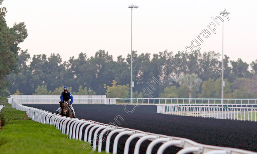 Happy-Romance-0001 
 HAPPY ROMANCE training for the Al Quoz Sprint
Meydan, Dubai, 21 Mar 2023 - Pic Steven Cargill / Racingfotos.com