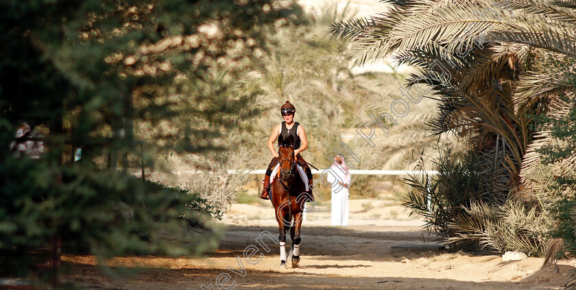 Victory-Chime-0001 
 VICTORY CHIME exercising in preparation for Friday's Bahrain International Trophy
Sakhir Racecourse, Bahrain 17 Nov 2021 - Pic Steven Cargill / Racingfotos.com