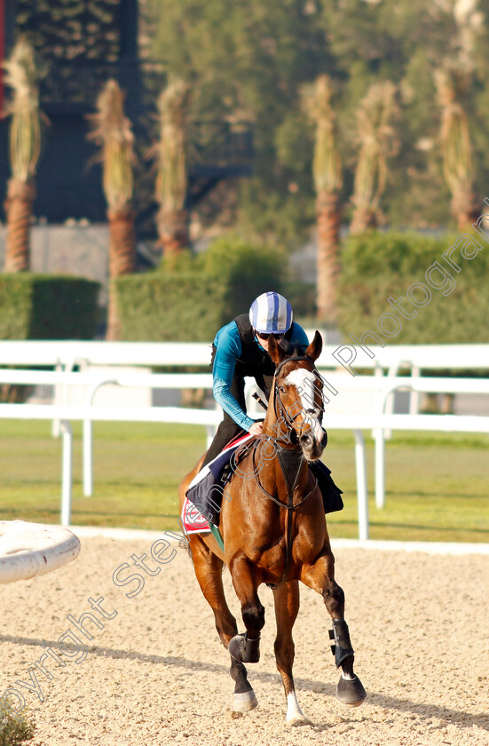 Spirit-Dancer-0004 
 SPIRIT DANCER training for the Bahrain International Trophy
Kingdom of Bahrain 13 Nov 2024 - Pic Steven Cargill / Racingfotos.com