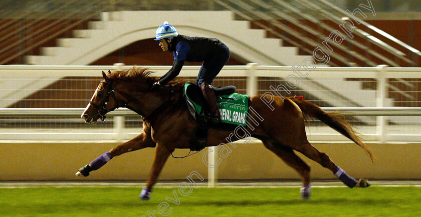 Cheval-Grand-0001 
 CHEVAL GRAND training for the Dubai Sheema Classic
Meydan 27 Mar 2019 - Pic Steven Cargill / Racingfotos.com