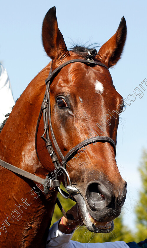 Matterhorn-0012 
 MATTERHORN after The Betway Easter Classic All-Weather Middle Distance Championships Stakes
Lingfield 19 Apr 2019 - Pic Steven Cargill / Racingfotos.com