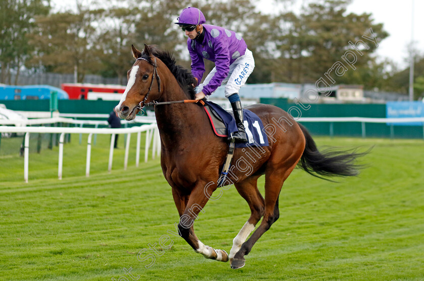 Munificent-0001 
 MUNIFICENT (Joey Haynes)
Yarmouth 16 Oct 2023 - Pic Steven Cargill / Racingfotos.com