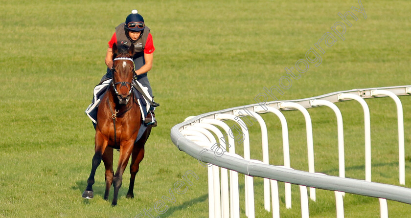 Perdika-0001 
 PERDIKA training at Meydan, Dubai
2 Feb 2023 - Pic Steven Cargill / Racingfotos.com