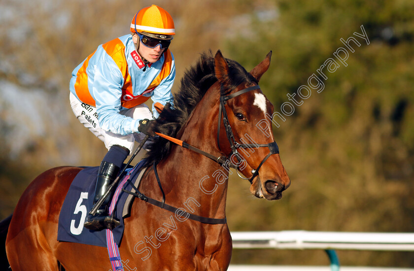 At-A-Pinch-0001 
 AT A PINCH (Theodore Ladd)
Lingfield 21 Jan 2023 - Pic Steven Cargill / Racingfotos.com