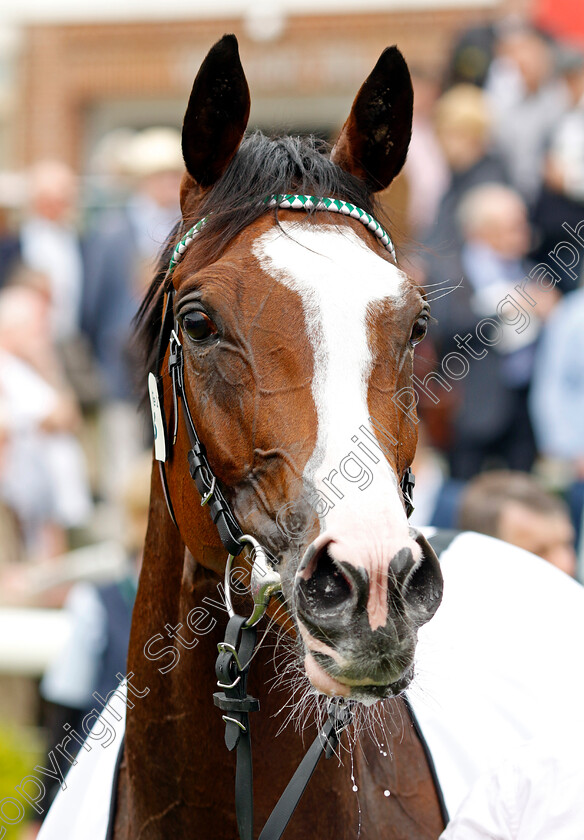 Free-Wind-0007 
 FREE WIND winner of The Al Basti Equiworld Dubai Middleton Fillies Stakes
York 18 May 2023 - Pic Steven Cargill / Racingfotos.com