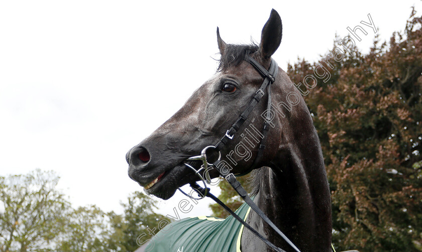 Roaring-Lion-0019 
 ROARING LION after The Juddmonte International Stakes
York 22 Aug 2018 - Pic Steven Cargill / Racingfotos.com