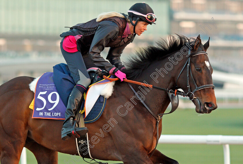 In-The-Lope-0003 
 IN THE LOPE, trained by Pia Brandt, exercising in preparation for The Dubai World Cup Carnival, Meydan 18 Jan 2018 - Pic Steven Cargill / Racingfotos.com