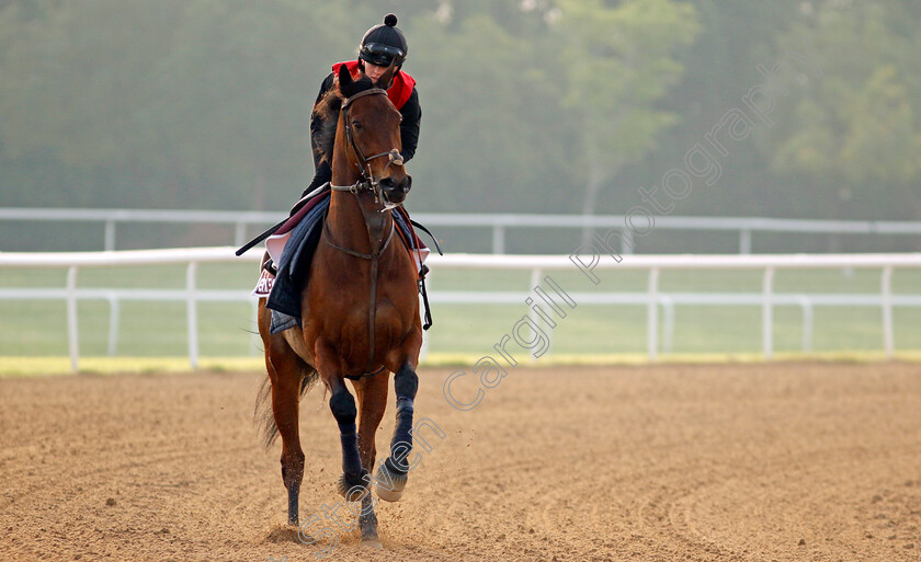 Enemy-0001 
 ENEMY training for The Dubai Gold Cup
Meydan Dubai 28 Mar 2024 - Pic Steven Cargill / Racingfotos.com