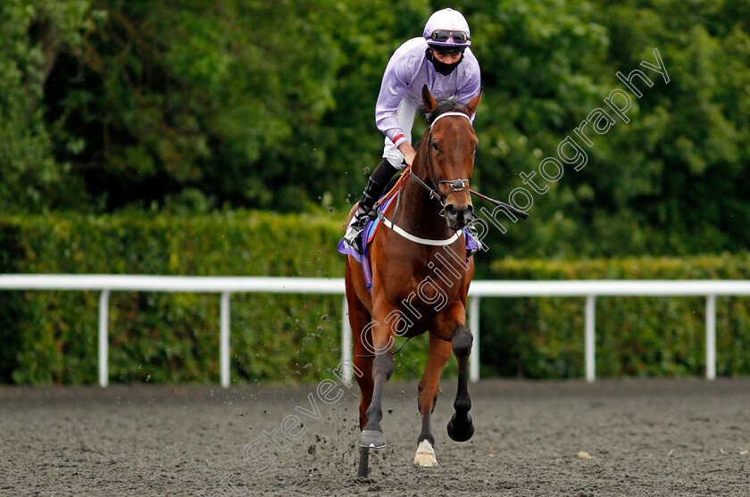 Onenightinmiami-0002 
 ONENIGHTINMIAMI (Tyler Heard)
Kempton 2 Jun 2021 - Pic Steven Cargill / Racingfotos.com