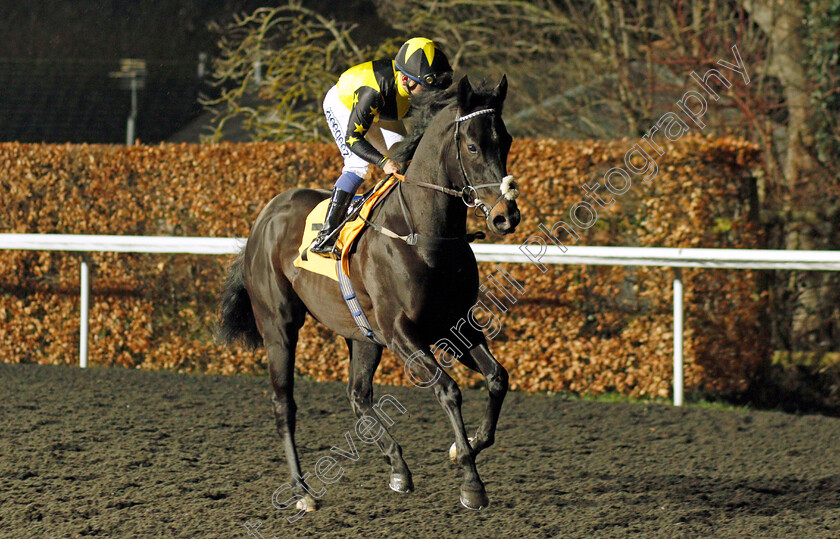 Wyvern-0001 
 WYVERN (Marco Ghiani)
Kempton 2 Mar 2022 - Pic Steven Cargill / Racingfotos.com