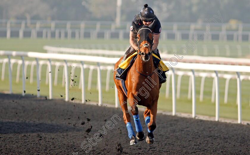 Monarchs-Glen-0003 
 MONARCHS GLEN exercising in preparation for the Dubai Turf Meydan 28 Mar 2018 - Pic Steven Cargill / Racingfotos.com