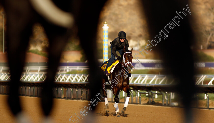 Fierceness-0001 
 FIERCENESS training for the Breeders' Cup Classic
Del Mar USA 31 Oct 2024 - Pic Steven Cargill / Racingfotos.com