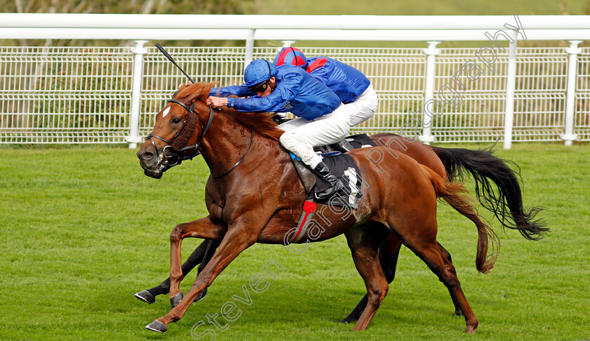 Act-Of-Wisdom-0002 
 ACT OF WISDOM (James Doyle) wins The Download The Tote Placepot App Future Stayers EBF Maiden Stakes
Goodwood 23 Sep 2020 - Pic Steven Cargill / Racingfotos.com