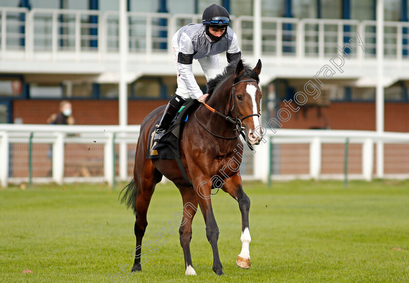 Mushirif-0001 
 MUSHIRIF (Cameron Noble)
Nottingham 24 Oct 2020 - Pic Steven Cargill / Racingfotos.com