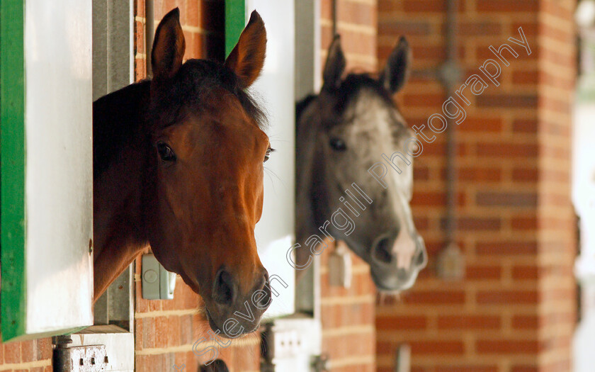 Perfect-Clarity-0006 
 PERFECT CLARITY before exercising at Epsom Racecourse in preparation for The Investec Oaks, 22 May 2018 - Pic Steven Cargill / Racingfotos.com