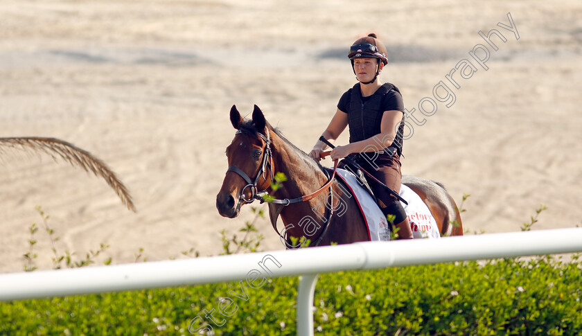 Victory-Chime-0001 
 VICTORY CHIME exercising in preparation for Friday's Bahrain International Trophy
Sakhir Racecourse, Bahrain 18 Nov 2021 - Pic Steven Cargill / Racingfotos.com