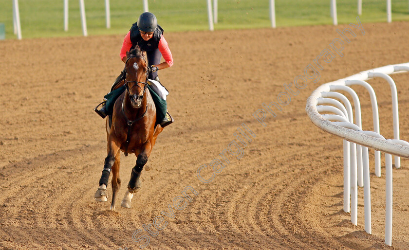 Manjeer-0001 
 MANJEER training for the Golden Shaheen
Meydan, Dubai, 23 Mar 2022 - Pic Steven Cargill / Racingfotos.com