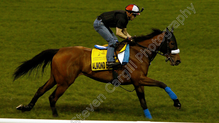 Almond-Eye-0007 
 ALMOND EYE training for the Dubai Turf
Meydan 27 Mar 2019 - Pic Steven Cargill / Racingfotos.com