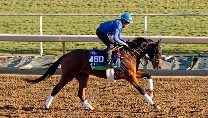 Mawj-0001 
 MAWJ training for The Breeders' Cup Mile
Santa Anita USA, 31 October 2023 - Pic Steven Cargill / Racingfotos.com