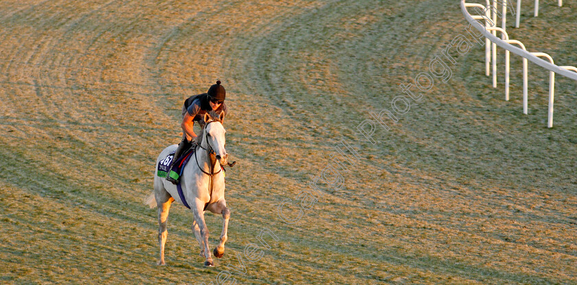 Lord-Glitters-0003 
 LORD GLITTERS training for The Breeders' Cup Mile
Santa Anita USA 31 Oct 2019 - Pic Steven Cargill / Racingfotos.com