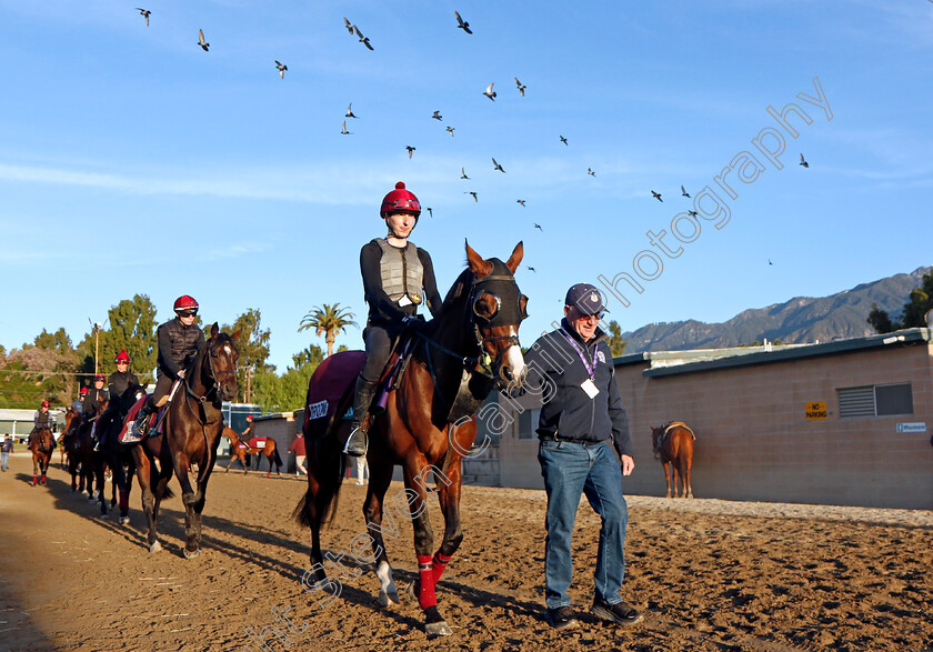 Broome-0001 
 BROOME training for the Breeders' Cup Turf
Santa Anita USA, 1 Nov 2023 - Pic Steven Cargill / Racingfotos.com