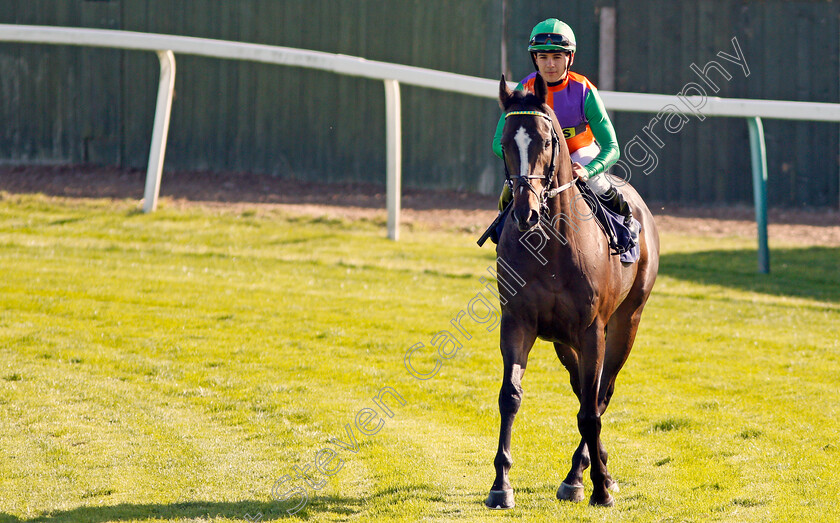 Daschas-0001 
 DASCHAS (Marco Ghiani) before The Danny & Peggy Wright Memorial Handicap
Yarmouth 18 Sep 2019 - Pic Steven Cargill / Racingfotos.com